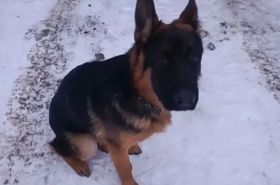 Пропала собака, Копыловское с.п., Томск - photo