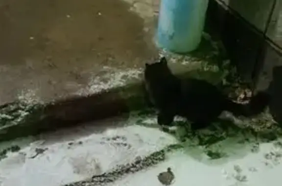 Найдена кошка, Волжский, фото: Кошка найдена: Пионерская ул. 13, Волжский