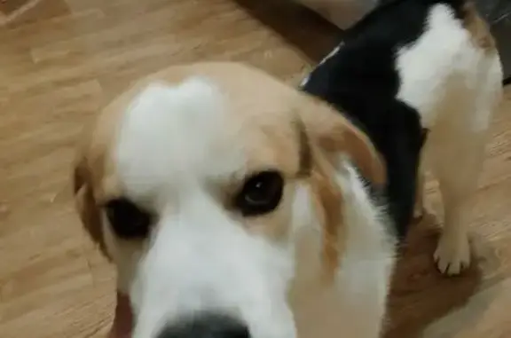 Найдена собака, Челябинск, фото: Собака найдена, ул. Духова, 1, Челябинск