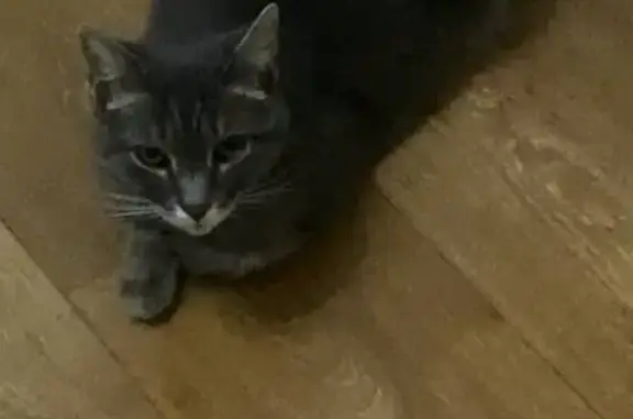 Пропала кошка, кв 13, Элиста - photo