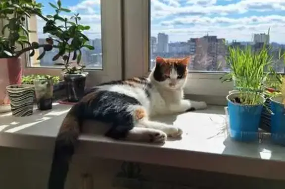 Пропала кошка в Сергиевом Посаде - photo