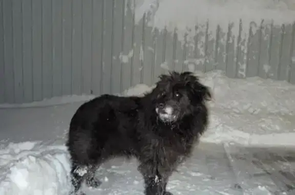 Найдена собака, Килелей, фото: Найден черный песик, 22Н-0411, Килелей