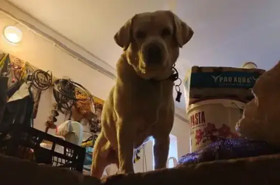 Собаки потеряшки, Тамбов, фото: Потеряшка собака на Трудовой улице, Тамбов