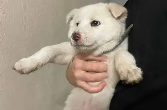 Пропала собака, Волгоград, обл. - photo