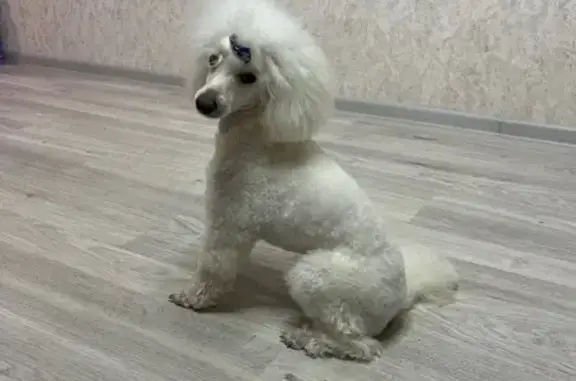 Пропала собака на Тропе здоровья, Брянск - photo