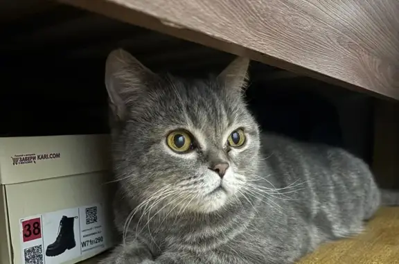 Найдена кошка, Нижний Тагил, фото: Кошка найдена: ул. Удовенко, Н. Тагил