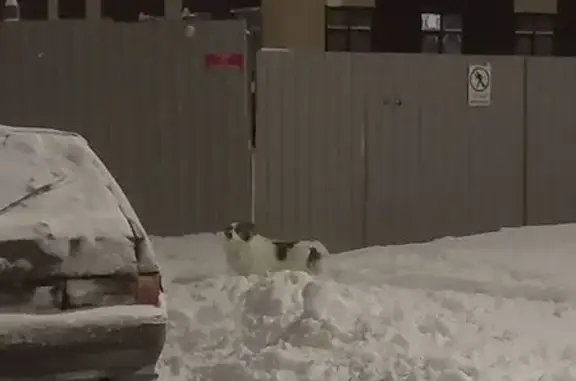 Найдена собака, Йошкар-Ола, фото: Собака найдена у арки, Воинов-Интернационалистов 23