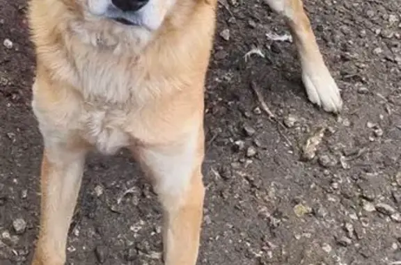 Пропала рыжая собака, Чувашия - photo