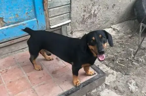 Пропала собака, Варваровка, Белгородская обл. - photo