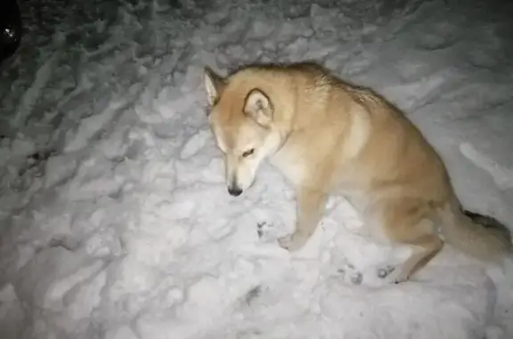 Пропала собака, ул. Школьная, Пурдошанское - photo