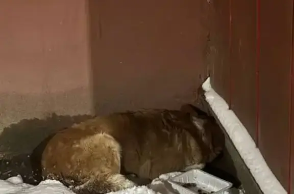 Найдена собака, Тула, фото: Собака найдена на ул. Тульского Рабочего Полка, 98