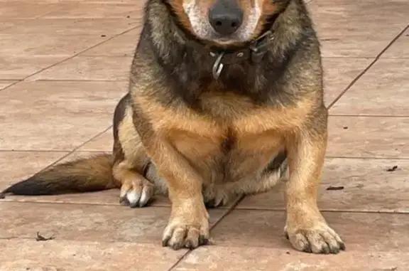 Пропала собака, Белгородская обл. - photo
