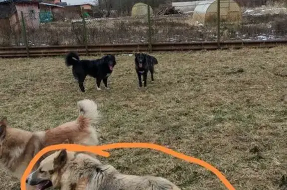 Пропала собака в Лемешово, МО - photo