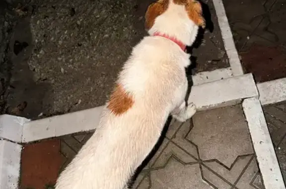 Найдена собака, Новороссийск, фото: Собака найдена: ул. Карамзина, 43, Новороссийск