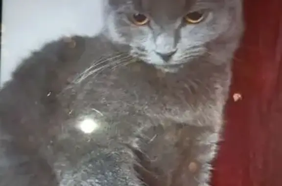 Пропала серая кошка, Ладожская 34 - photo