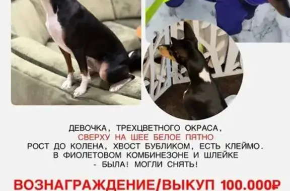 Пропала триколор собака, Тюменская обл. - photo