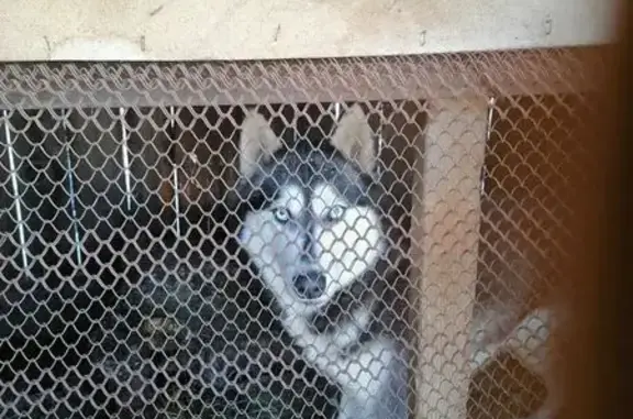 Пропала хаски, ул. Челюскинцев 36, Карпинск - photo