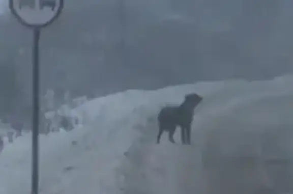 Найдена собака, Наро-Фоминский городской округ, фото: Собака у Лицинцево, ЦКАД, МО