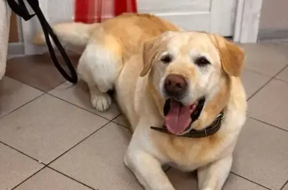 Пропала собака Тихон, Ардонь, ул. Северная - photo