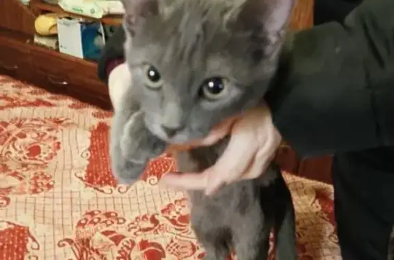 Найдена кошка, Пенза, фото: Кошка найдена на ул. Мира, 66, Пенза