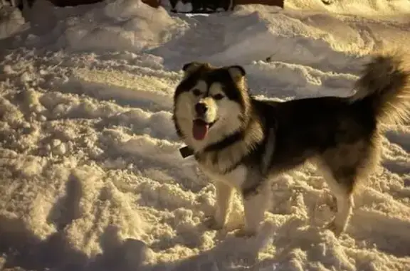 Найдена собака, Перхушково, фото: Собака найдена в Перхушково, Бородинский 
