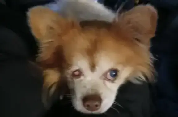 Найдена собака, Нурминское, фото: Собака найдена: 41К-836, Нурминское СП