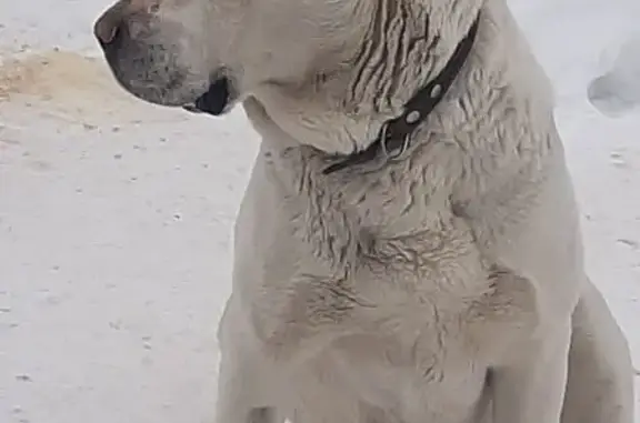 Пропала собака, ул. Строителей, 7, Сёла - photo