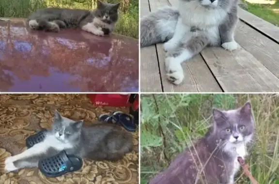 Пропал кот Барсик, Конструкторская 24, Пермь - photo