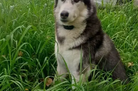 Собаки потеряшки, Канашево, фото: Потеряшка собака, Северная ул., Канашево