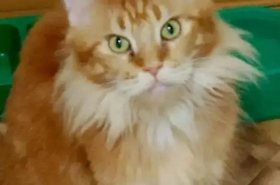 Пропала кошка на Львовской улице, НН - photo