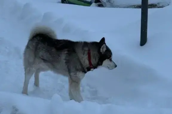 Найдена собака, Казань, фото: Собака с красным ошейником, Заводская Казань