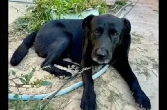 Пропал лабрадор, ул. Кирова 53, Михайловка - photo