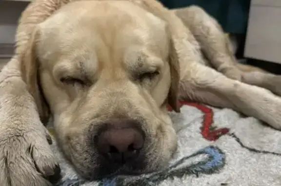 Найдена собака, Краснодар, фото: Собака найдена на Сормовской улице, Краснодар