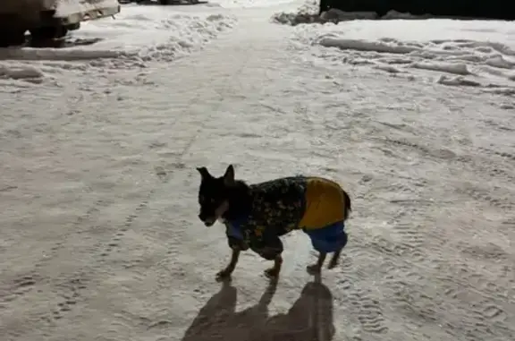 Найдена собака, Тюмень, фото: Собака найдена на Таврической, Тюмень