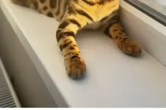 Пропала кошка, Мостовской, Краснодарский край - photo