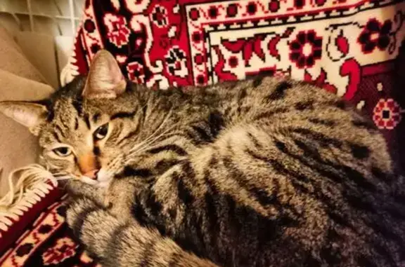 Кошка найдена, Центральная ул., Васильково - photo