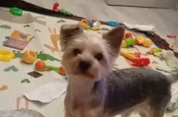 Собаки потеряшки, Киров, фото: Потеряшка собака, ул. Некрасова 10А, Киров