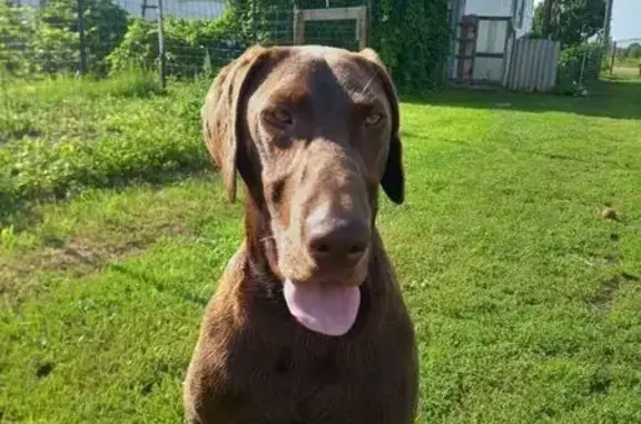 Пропала собака, Славинск, Калининград - photo