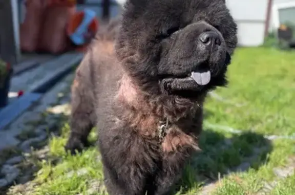 Пропала собака в Старой Купавне, 12 - photo