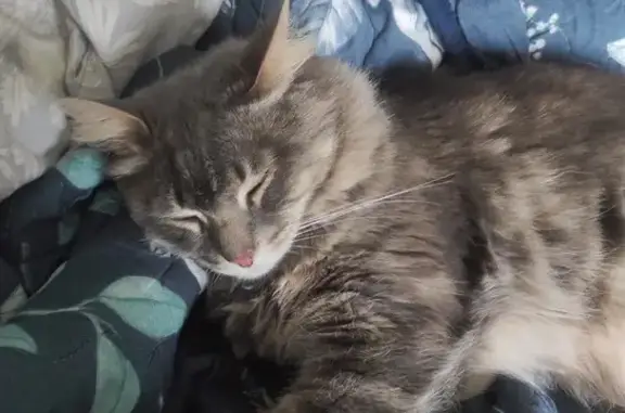 Пропала кошка, Устье-Стрелка, МО - photo