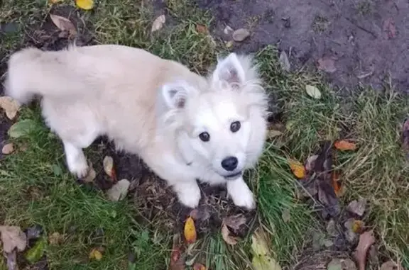 Пропала собака, ул. Гагарина, Кудеярово - photo