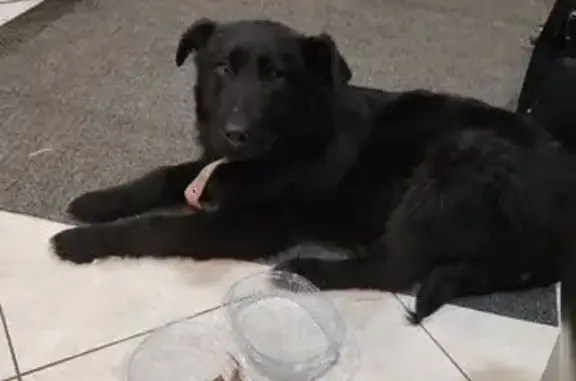 Найдена собака, Рязань, фото: Щенок найден: Октябрьская ул., 33, Рязань