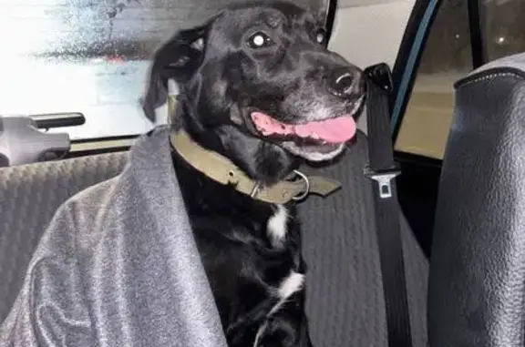 Найдена собака, Гатчина, фото: Найдена собака, Ленинградское ш., Гатчина