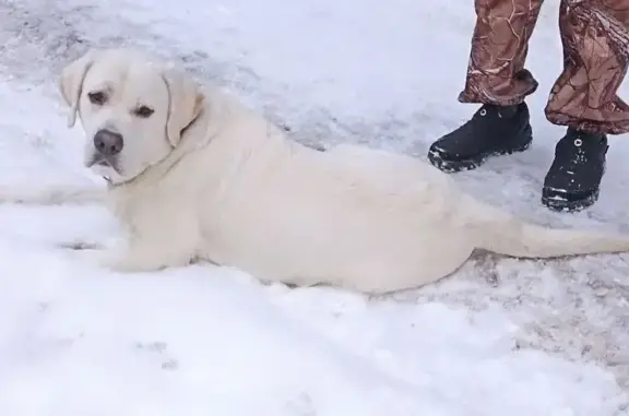 Собака найдена, Школьная ул, 1, Королёв - photo