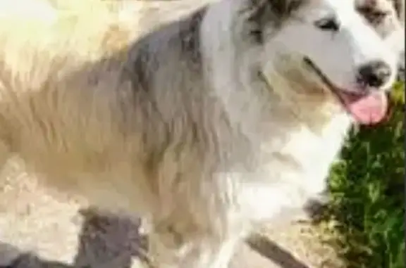 Пропала собака, Манихино, МО - photo