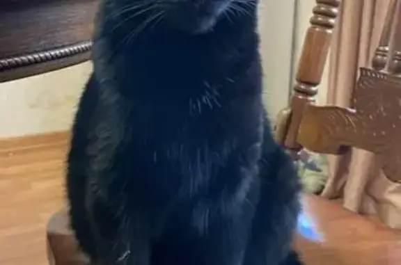 Пропала кошка, Хрустальная ул. 9, Уфа - photo