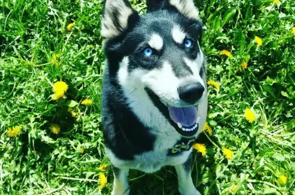 Пропала собака, 3-й проезд 61, Иваново - photo