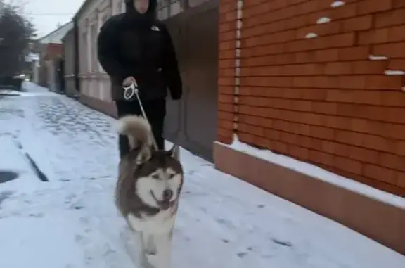 Пропала собака, Ростов-на-Дону, обл. - photo