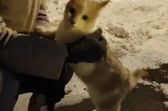 Найдена кошка, Челябинск, фото: Кошка найдена: Челябинск, Набережная 7А