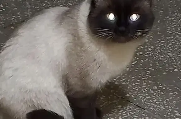 Кошка найдена на Угрюмова, 2, Томск - photo